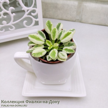 Фиалка Hunter's OMG листовая химера Фиалка Hunter's OMG листовая химера