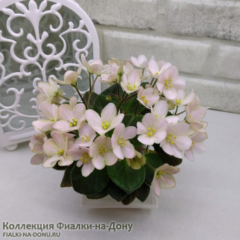 Фиалка КА-Ветреница