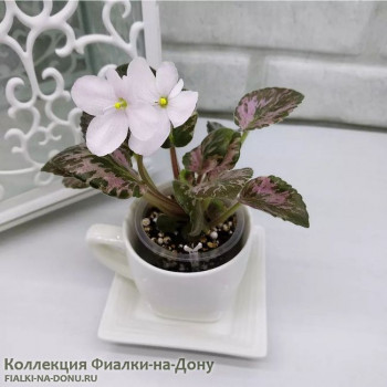 Фиалка Saintpaulia Diplotricha Variegata / детка