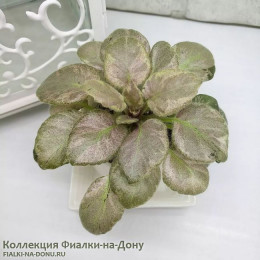 Saintpaulia Diplotricha Variegata спорт по листу