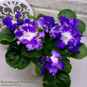 Фиалка СВ-Город Байконур Фиалка СВ-Город Байконур